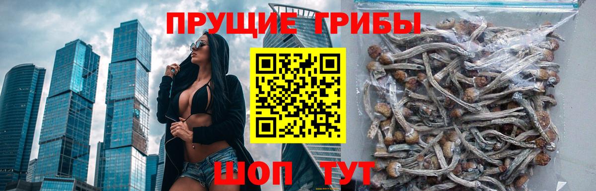 Арсеньев  Псилоцибиновые грибы прущие грибы  Вход с VPN 